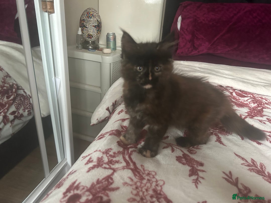 Maine Coon cats for sale: 5 beautiful maine coones  - Image 9
