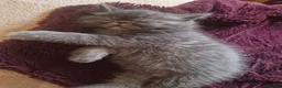 Persian cats for sale: Beautiful Persian exotics  - Advert 12