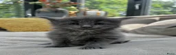 Maine Coon cats for sale: Extraordinary Chunky Maine Coon Boys- Rare Quality - Advert 13