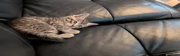 Siberian cats for sale: Adorable Siberian Kittens  - Advert 13