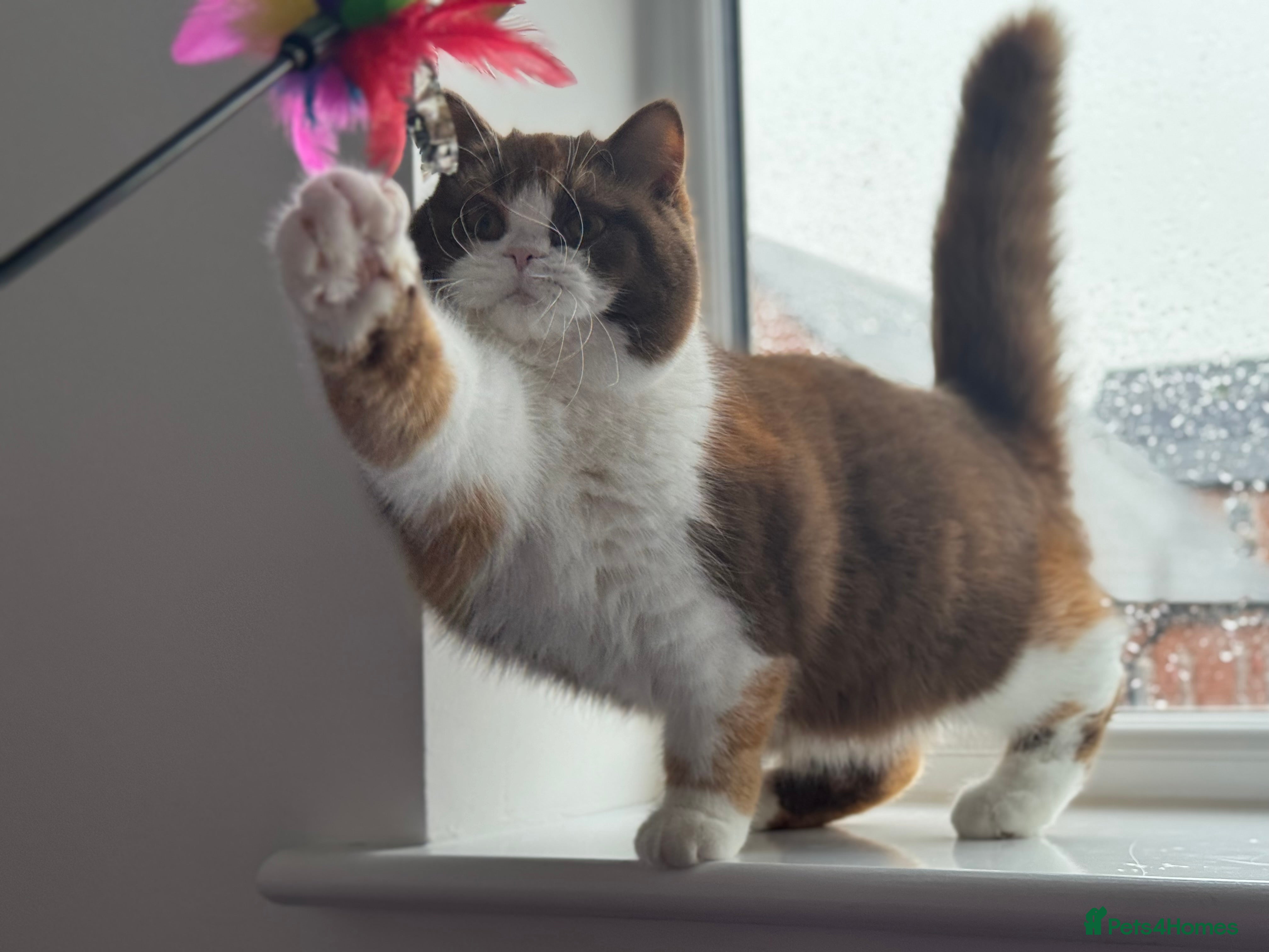 British Shorthair cats Beautiful cinnamon tortie white ticked TICA reg - Advert 1