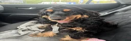 Cocker Spaniel dogs for sale: Show bred cocker spaniel - FOREVER HOME ONLY!  in Leeds - Advert 32