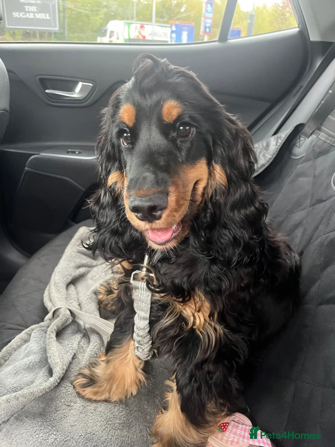 Cocker Spaniel dogs for sale: Show bred cocker spaniel - FOREVER HOME ONLY!  in Leeds - Advert 32