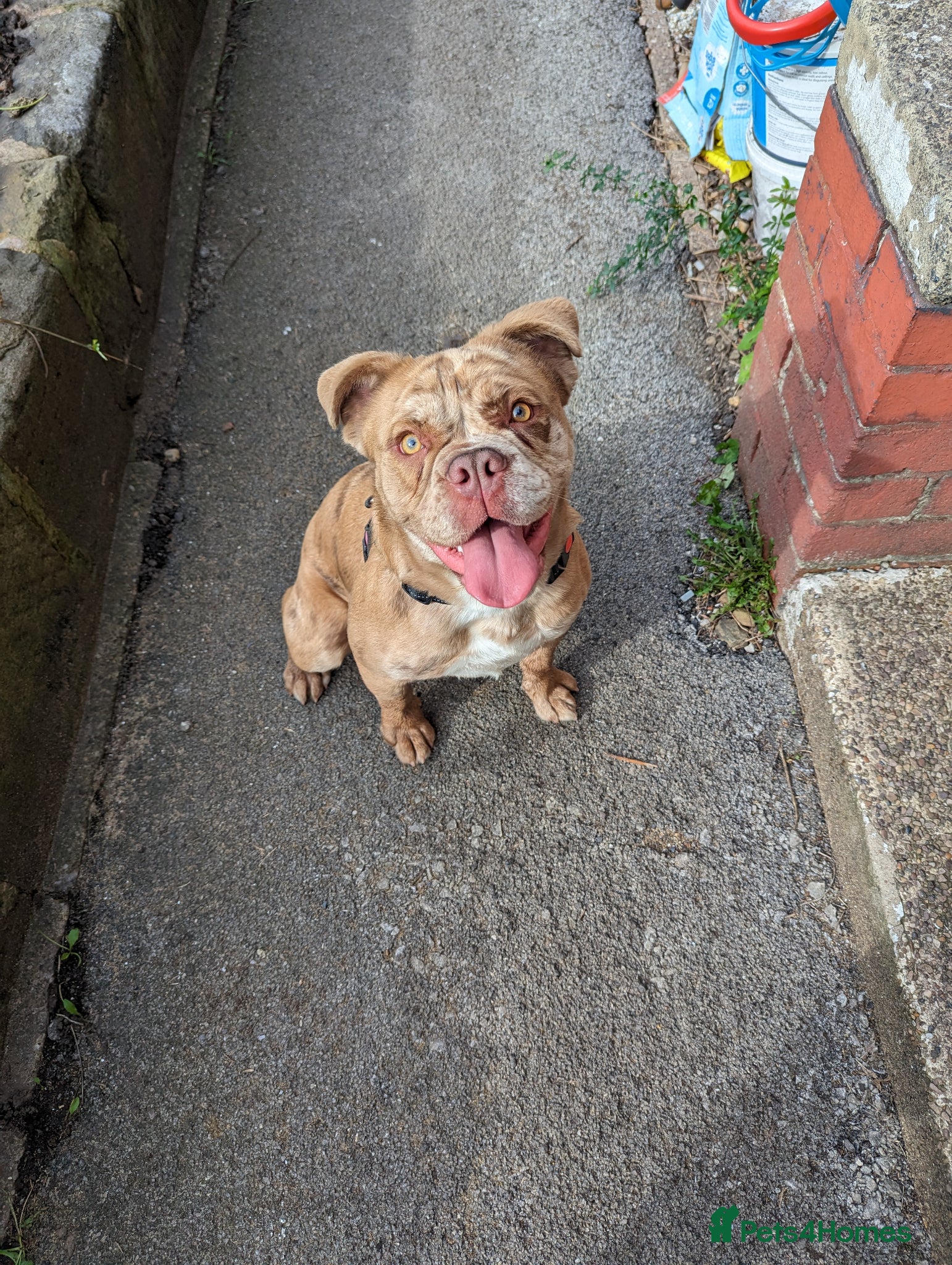 Old Tyme Bulldog dogs Angel old tyme bulldog - Advert 13