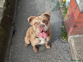 Old Tyme Bulldog dogs Angel old tyme bulldog - Advert 8