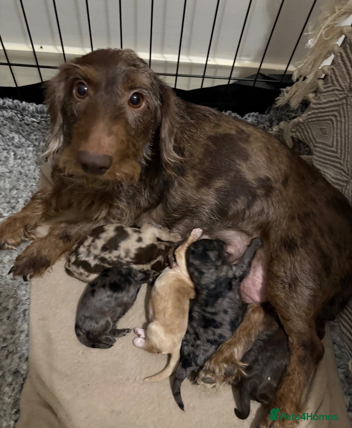 Mixed Breed dogs doxiepoo pups 2x female 4x male  - Advert 2