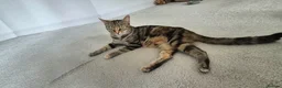 Domestic Shorthair cats for sale: 4 male, 1 female kitten  - Advert 24