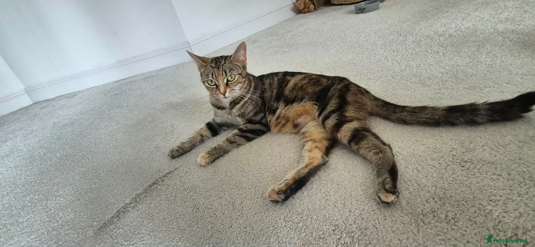 Domestic Shorthair cats for sale: 4 male, 1 female kitten  - Advert 24