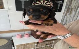 Miniature Dachshund dogs for sale: Miniature dachshund puppies - Image 7