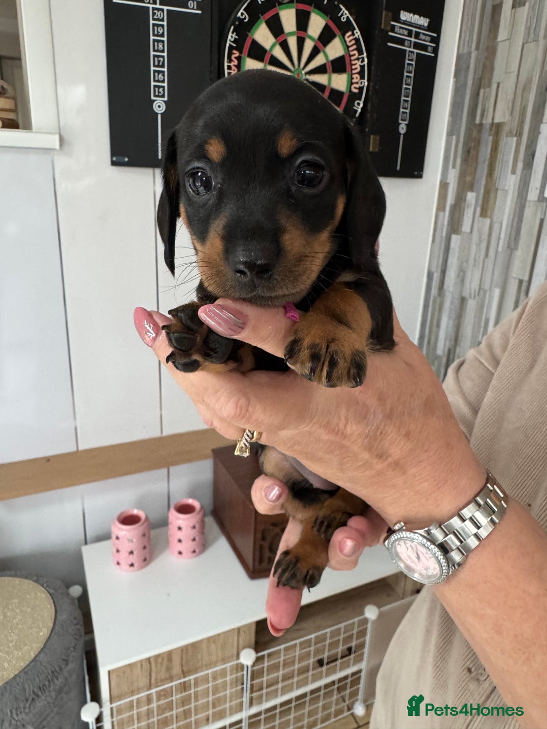 Miniature Dachshund dogs for sale: Miniature dachshund puppies - Image 7