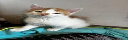 Mixed Breed cats for sale: 4 fluffy kittens - Advert 10