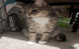 Mixed Breed cats for sale: Tabby Cat (Age 9) - Image 2