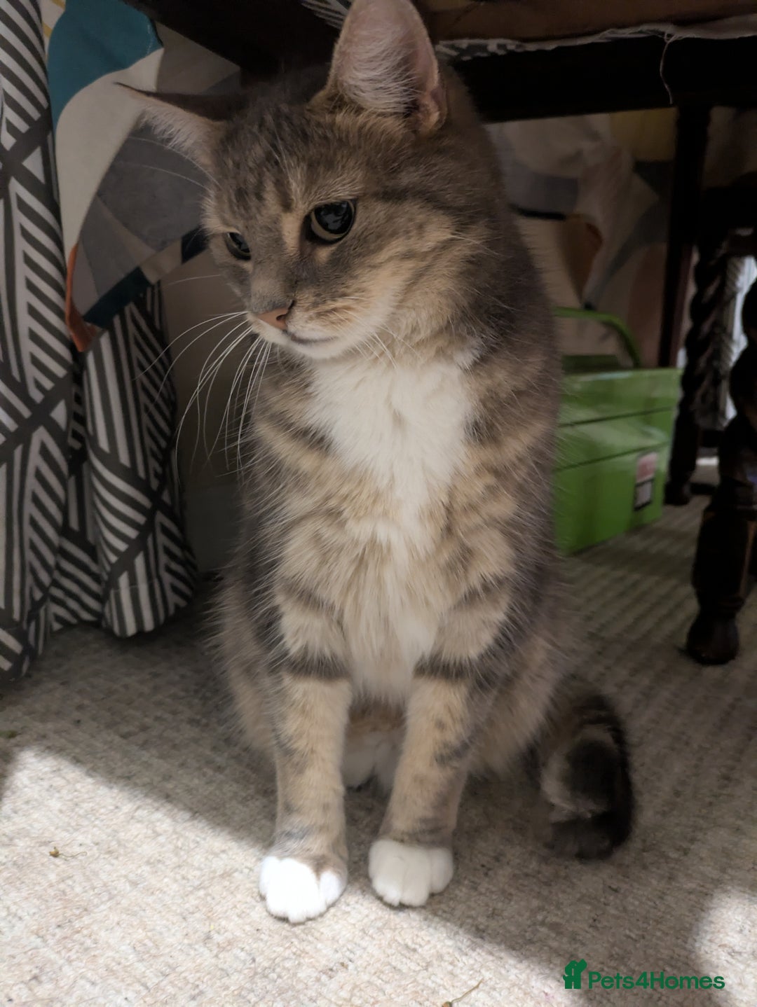 Mixed Breed cats for sale: Tabby Cat (Age 9) - Image 2