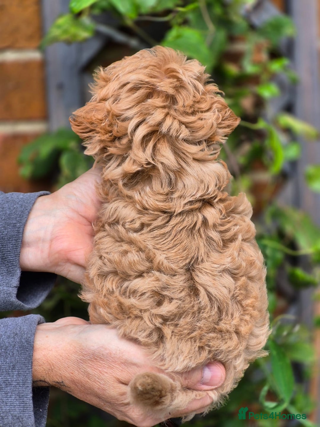 Maltipoo dogs for sale: 🐶Rare Asian/Korean Tiny Maltipoo Puppies🐶 - Image 5