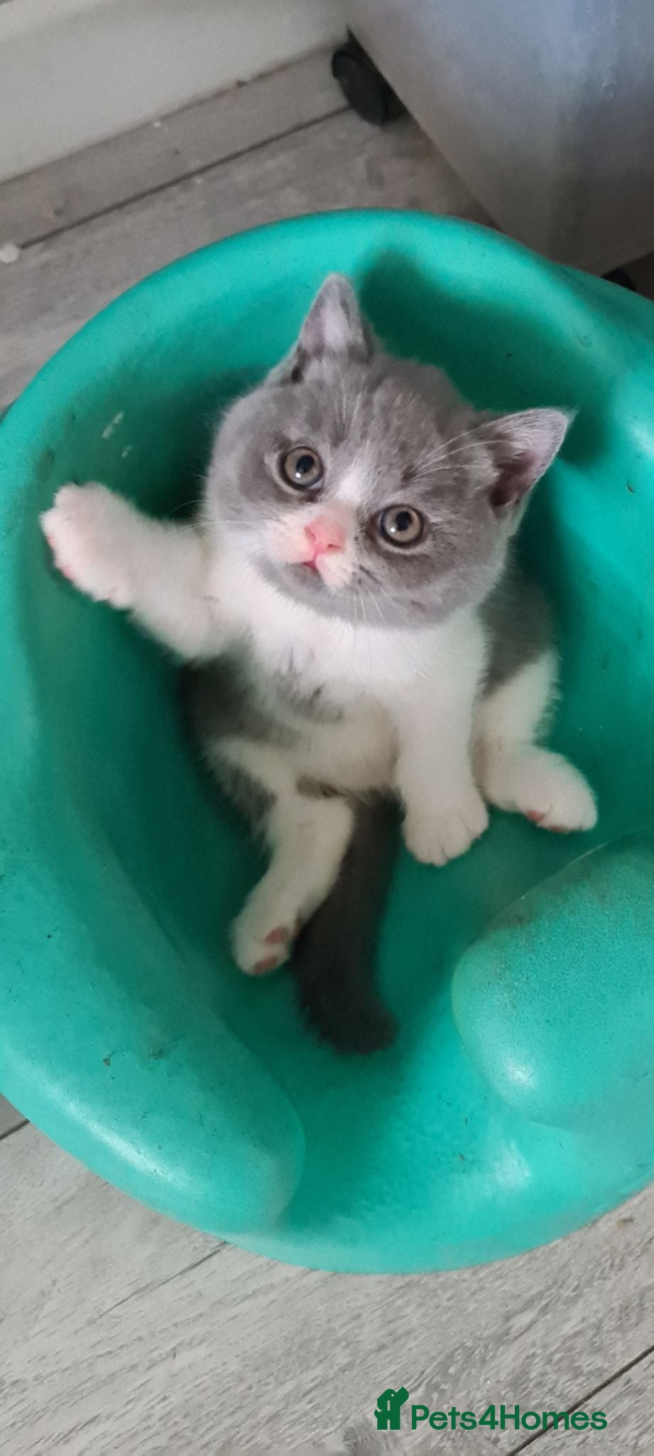 British Shorthair cats Last 2 boys available British-shorthair kittens  - Advert 7