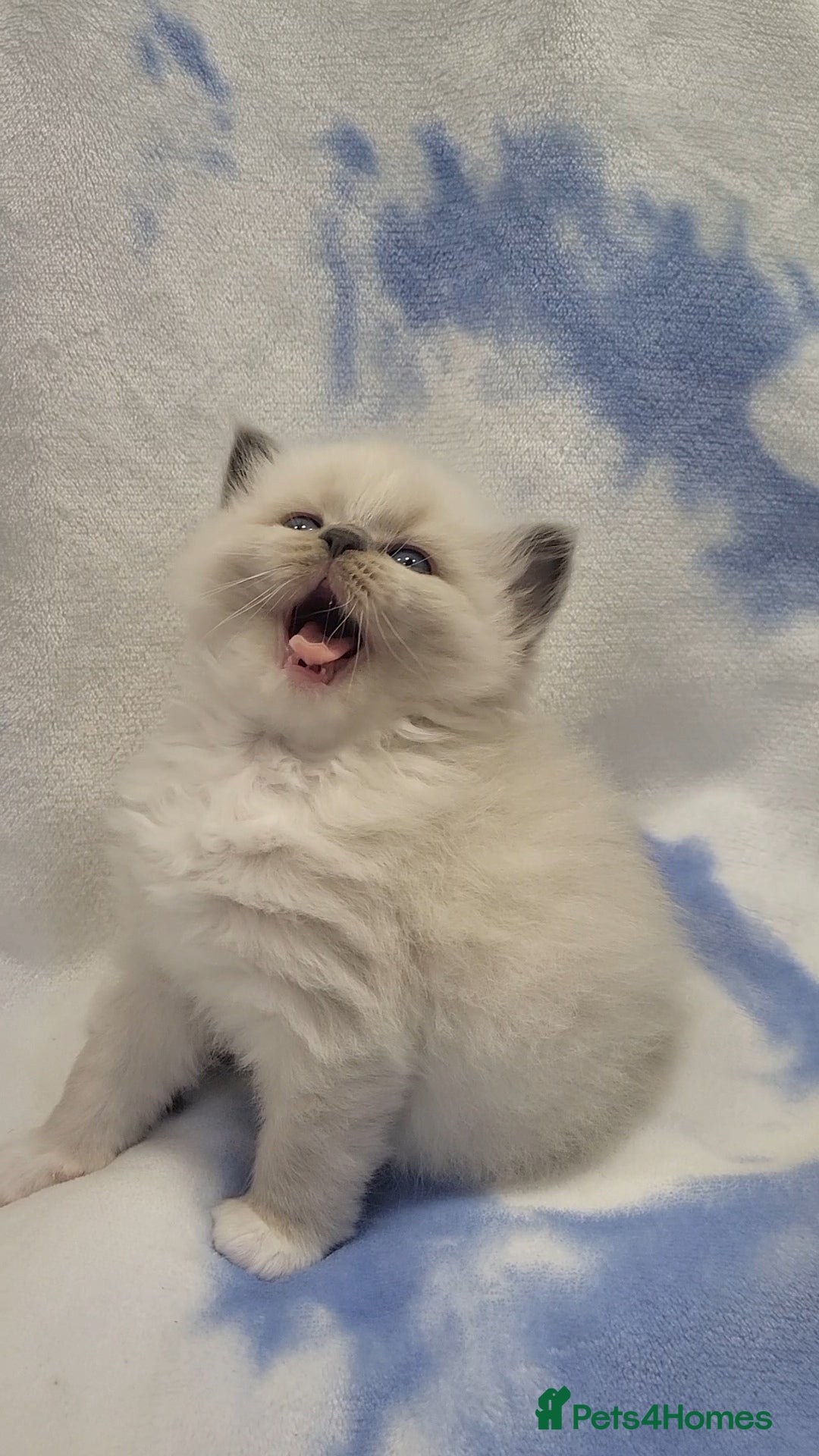 Ragdoll cats for sale: GCCF registered Males - Advert 7