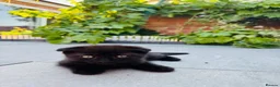 Scottish Fold cats for sale: Scottish Fold Kittens Ready For Forever Homes - Advert 11