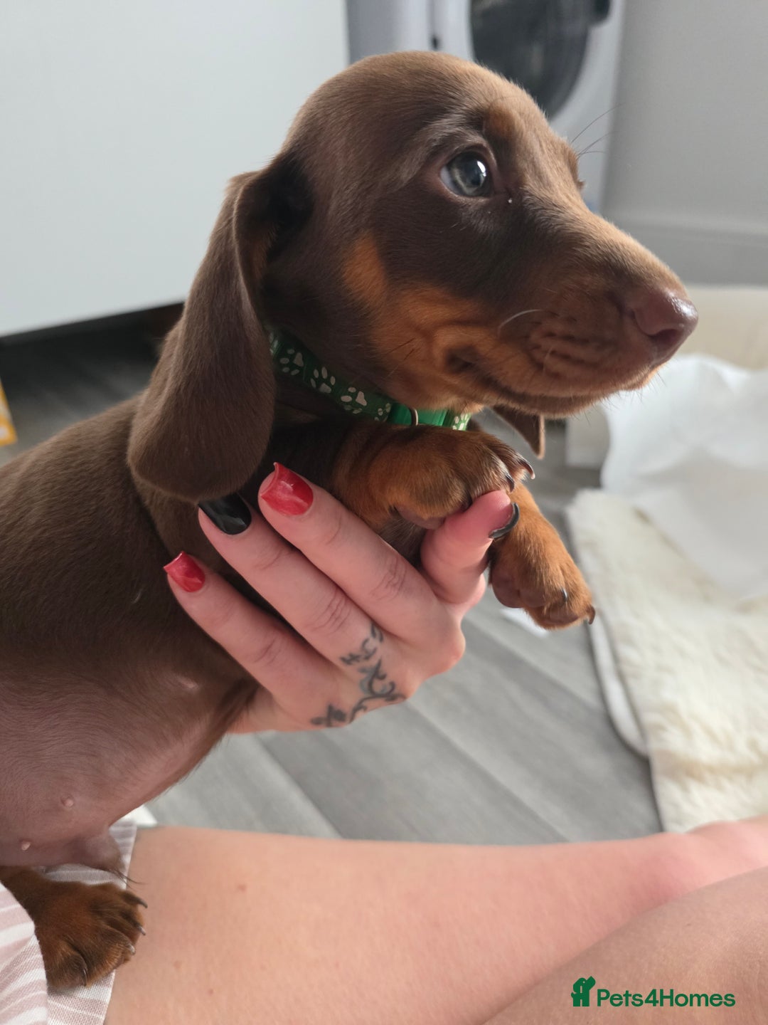 Miniature Dachshund dogs for sale: Miniature dachshund boy available  - Image 13