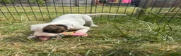 Mixed Breed dogs for sale: Lurcher pups for sale in Banbury - Advert 5