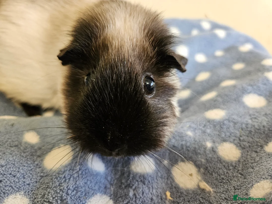 Guinea Pig rodents for sale: Adult female guinea pigs - single or possible pair - Advert 1