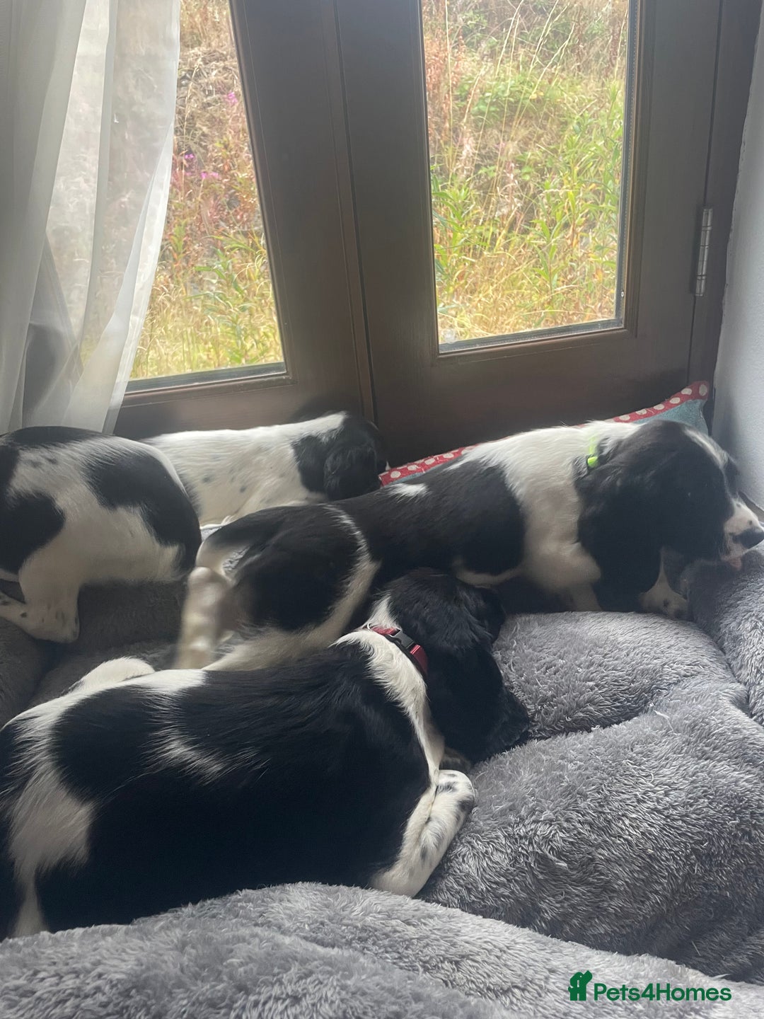 English Springer Spaniel dogs for sale: Beautiful English Springer Spaniels - Image 18