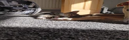 Mixed Breed cats for sale: Female 4 months old  - Advert 3