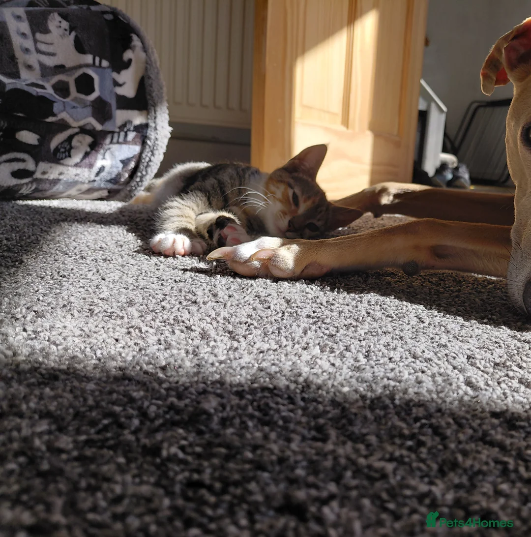 Mixed Breed cats for sale: Female 4 months old  - Advert 3