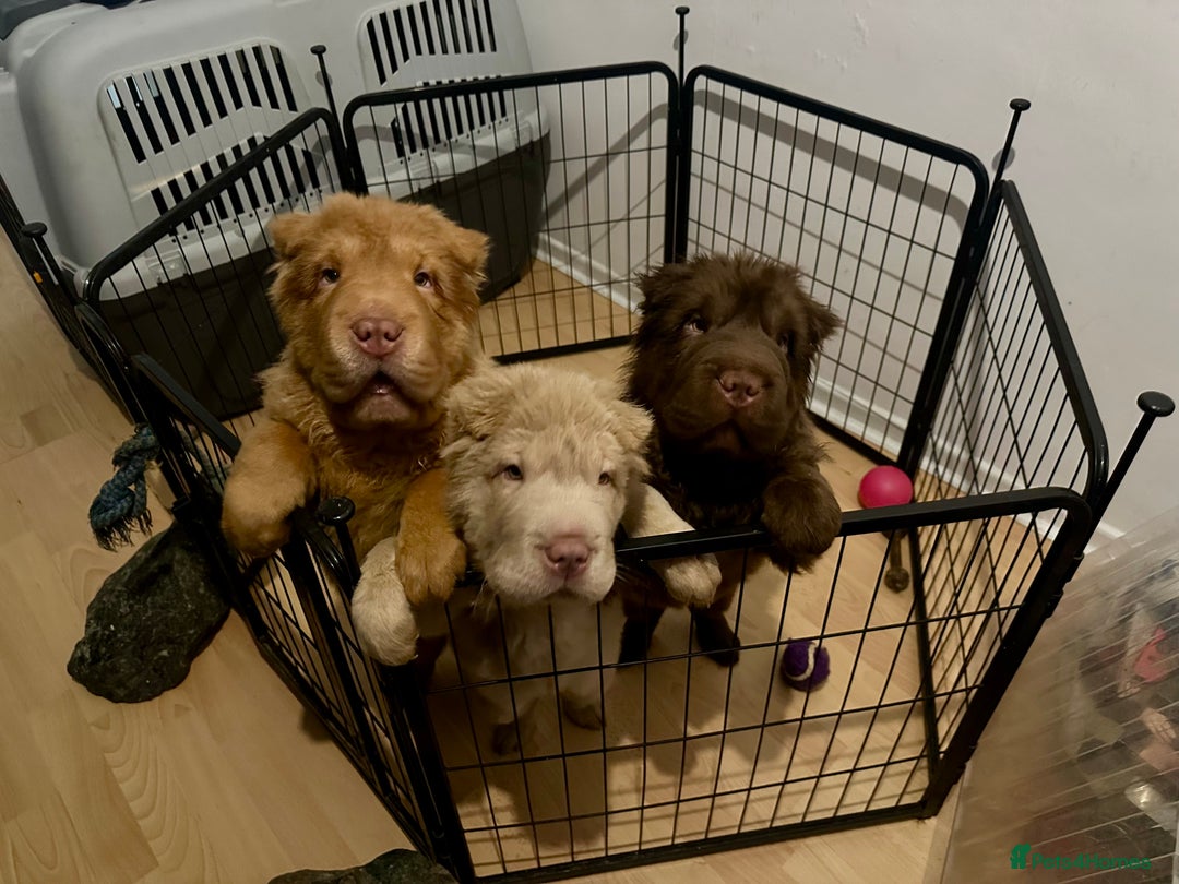 Shar Pei dogs for sale: Top quality bear coat sharpei  - Advert 36