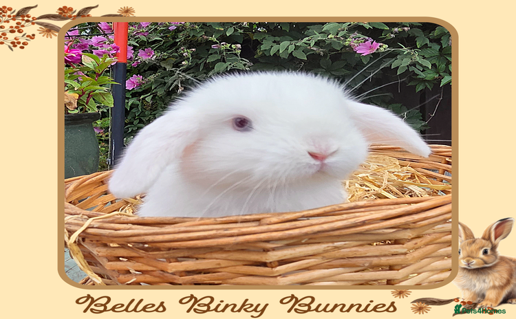 Mini Lop rabbits - Advert 11