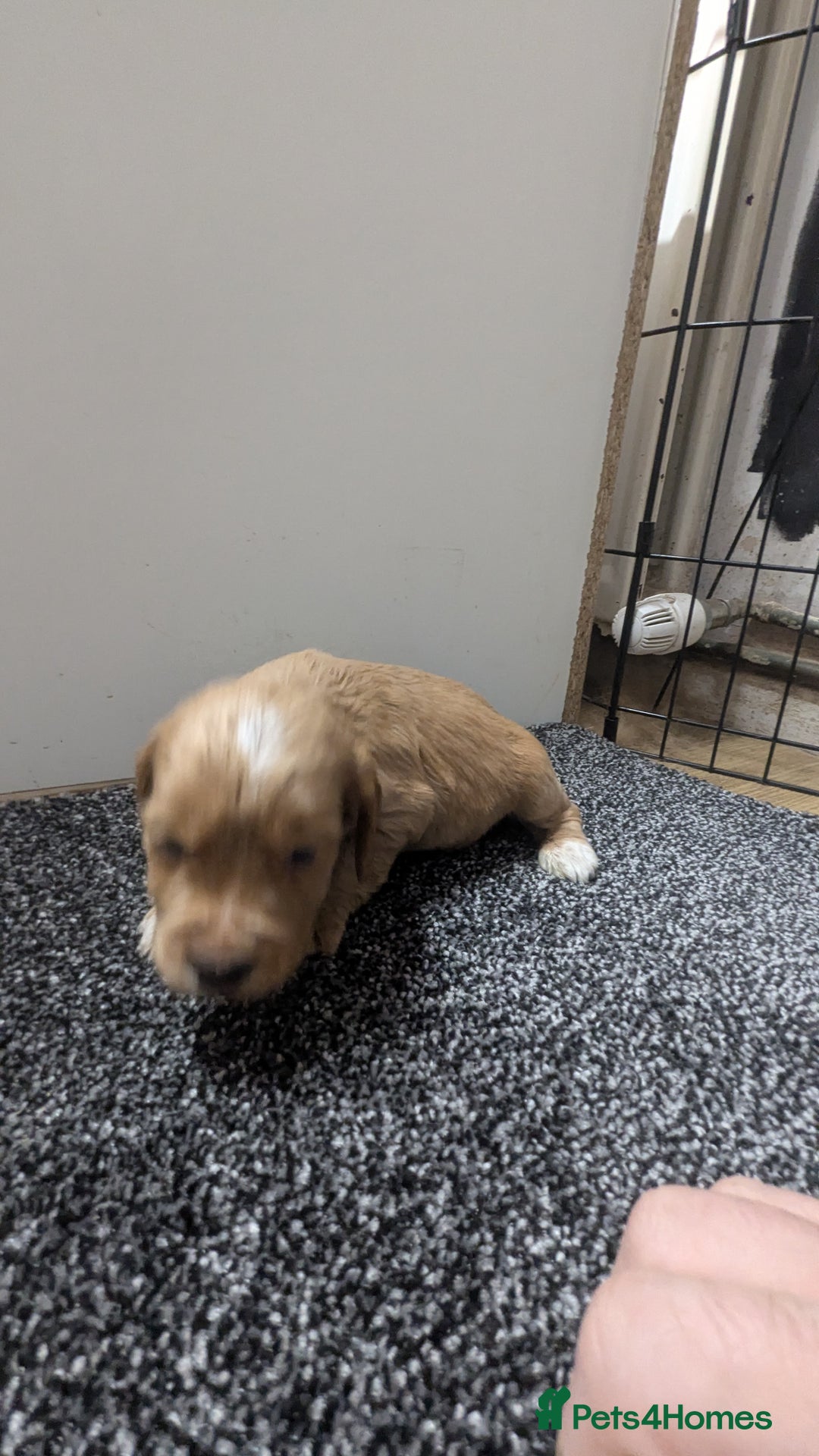 Cocker Spaniel dogs for sale: Adorable Working-Type Cocker Spaniel puppies - Advert 17