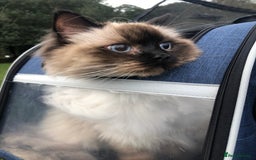 Ragdoll cats for sale: Two adorable ragdolls ready for new home  - Image 13