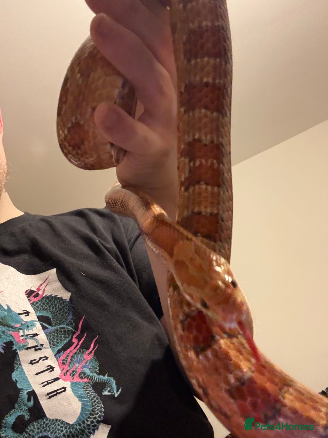 Corn Snake reptiles for sale: Rita and rody  - Advert 7