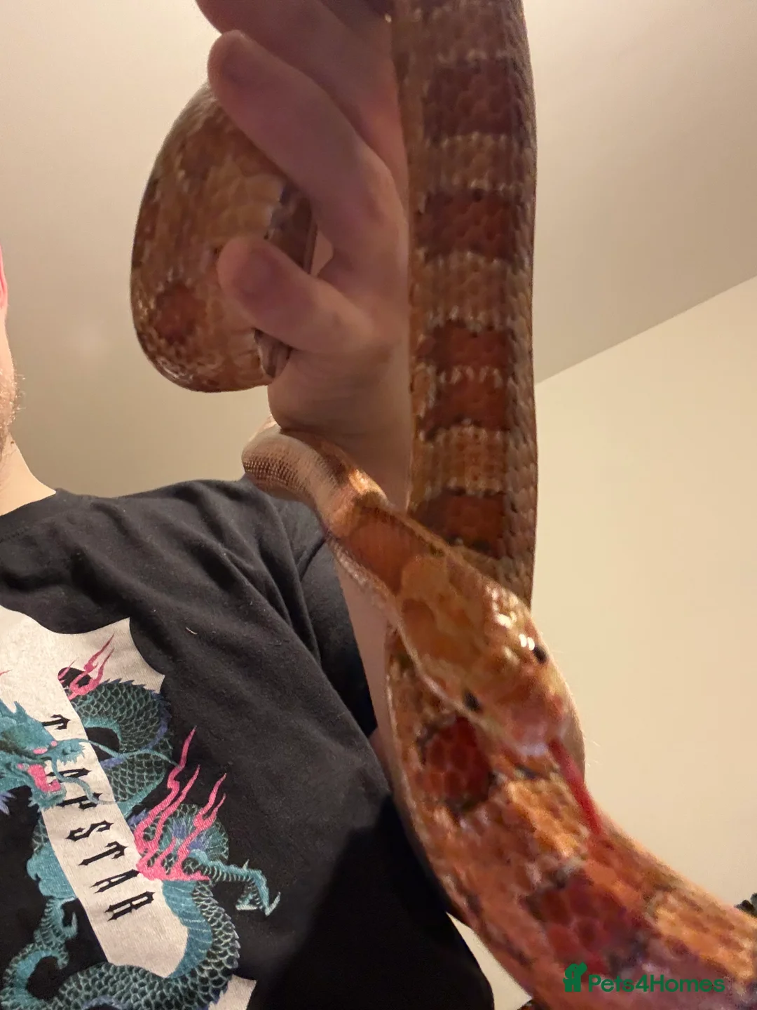 Corn Snake reptiles for sale: Rita and rody  - Advert 7