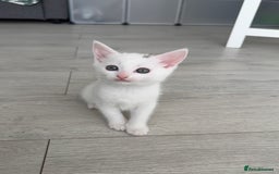 Turkish Angora cats for sale: 4 Beautiful Turkish Angora Mix Kittens - Image 5
