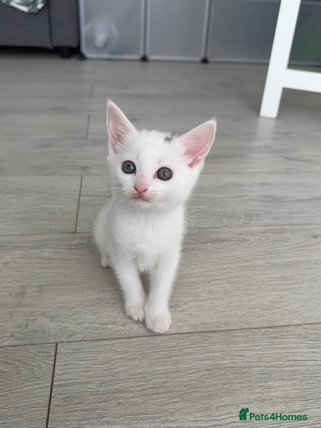 Turkish Angora cats for sale: 4 Beautiful Turkish Angora Mix Kittens - Image 5