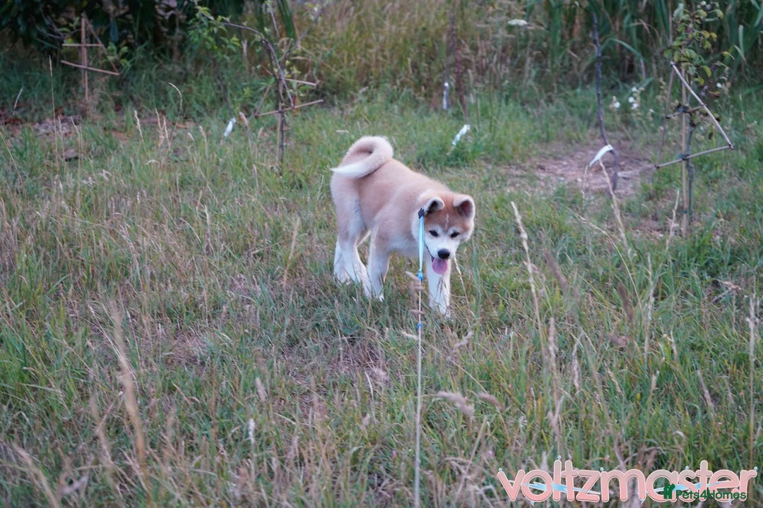 Japanese Akita Inu dogs for sale: Japanese Akita puppy - Image 2