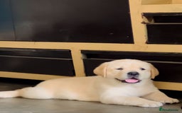 Labrador Retriever dogs for sale: Black and Yellow Labrador Puppies - Image 7