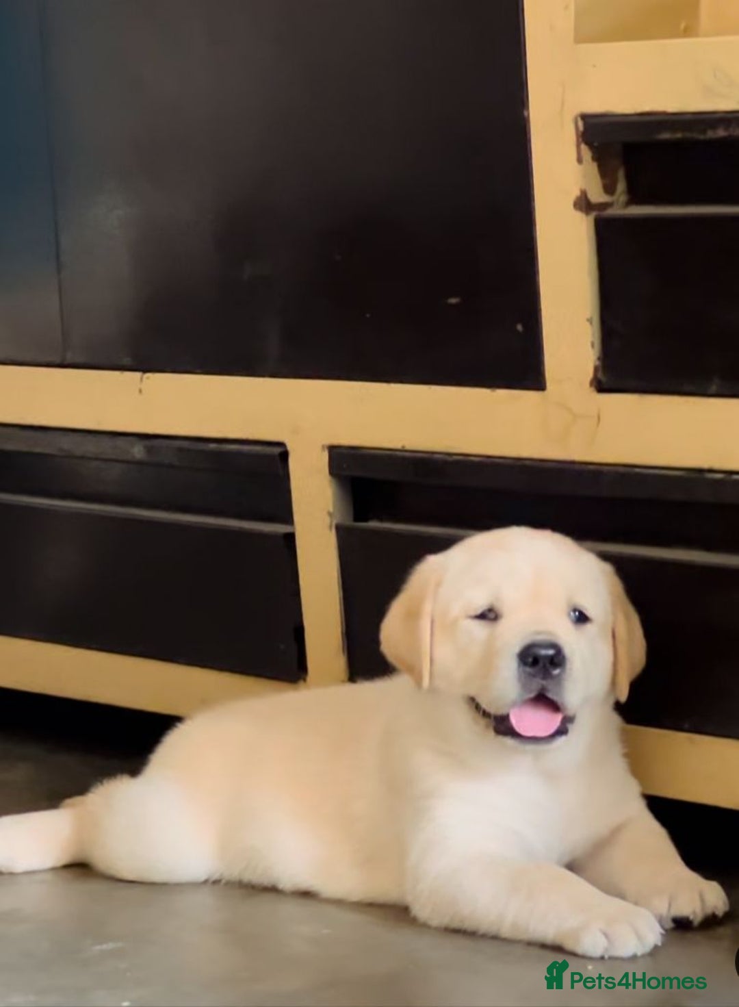 Labrador Retriever dogs for sale: Black and Yellow Labrador Puppies - Image 7