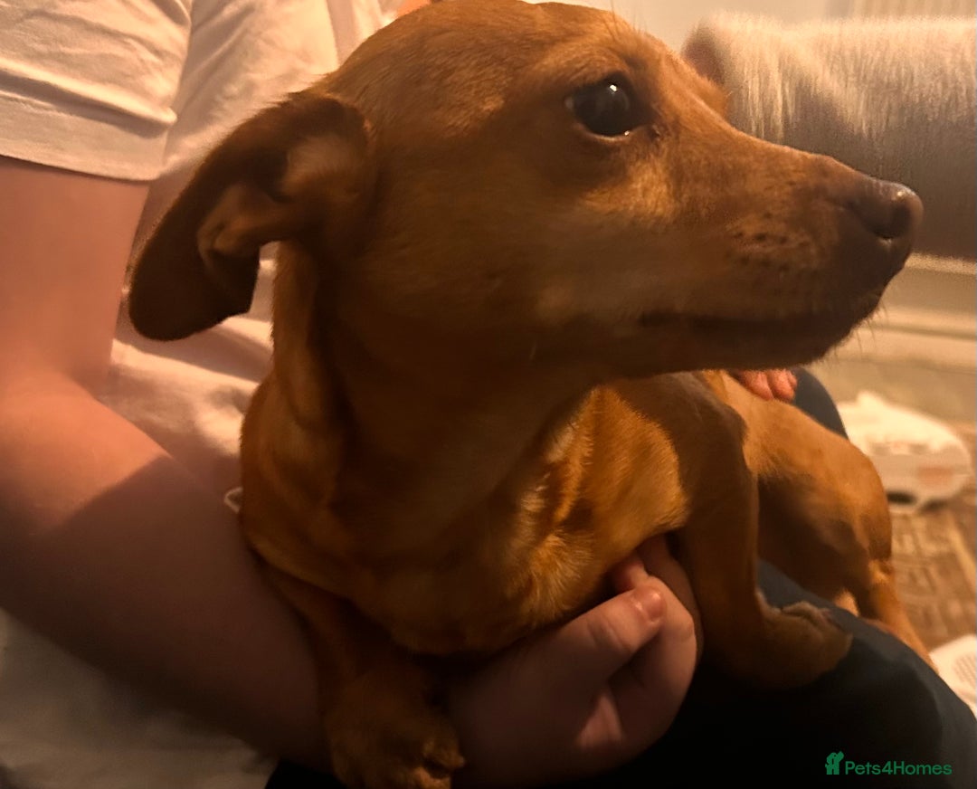 Chiweenie dogs for sale: Dachshund x chihuahua female 8 months old  - Advert 3