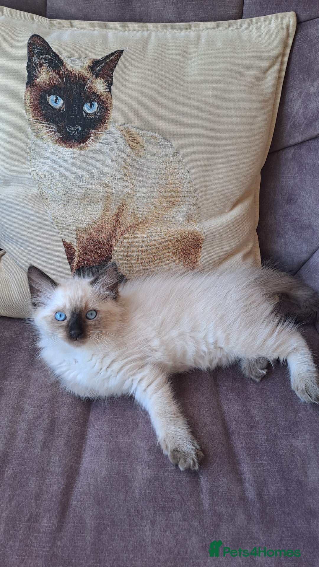 Ragdoll cats for sale: Gorgeous ragdoll kittens - 1 girl left - Image 6