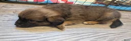 Mixed Breed dogs for sale: Cavajack x Pomeranian puppies  in Dereham - Advert 20