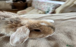 Mini Lop rabbits for sale: Beautiful mini lop rabbits - Image 12