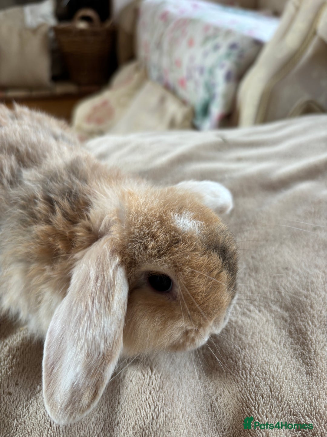 Mini Lop rabbits for sale: Beautiful mini lop rabbits - Image 12