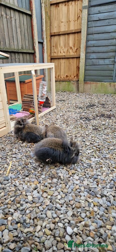 Lionhead rabbits Lionhead rabbits for sale - Advert 19