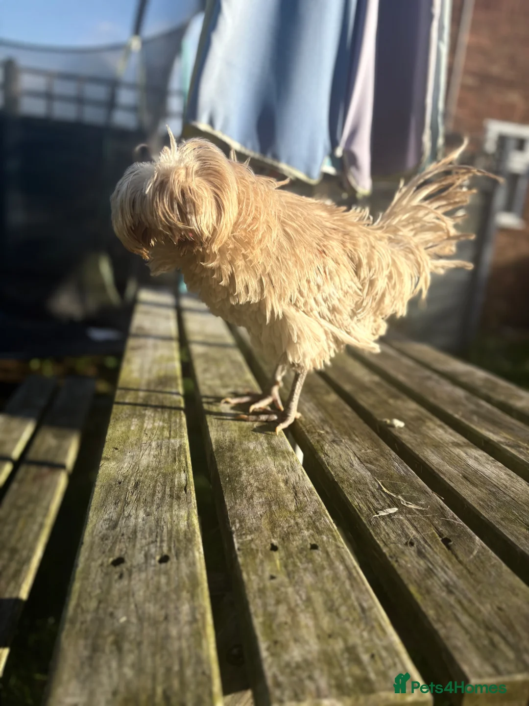 Chickens poultry for sale: Polish Frizzle Rooster - Advert 4