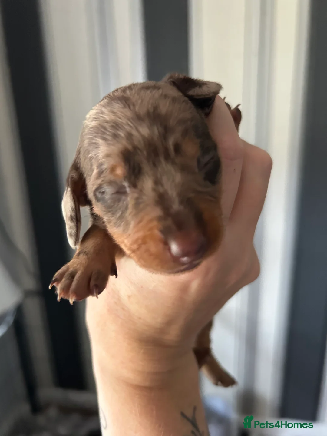Miniature Dachshund dogs for sale: Miniture dashund pups - Advert 2