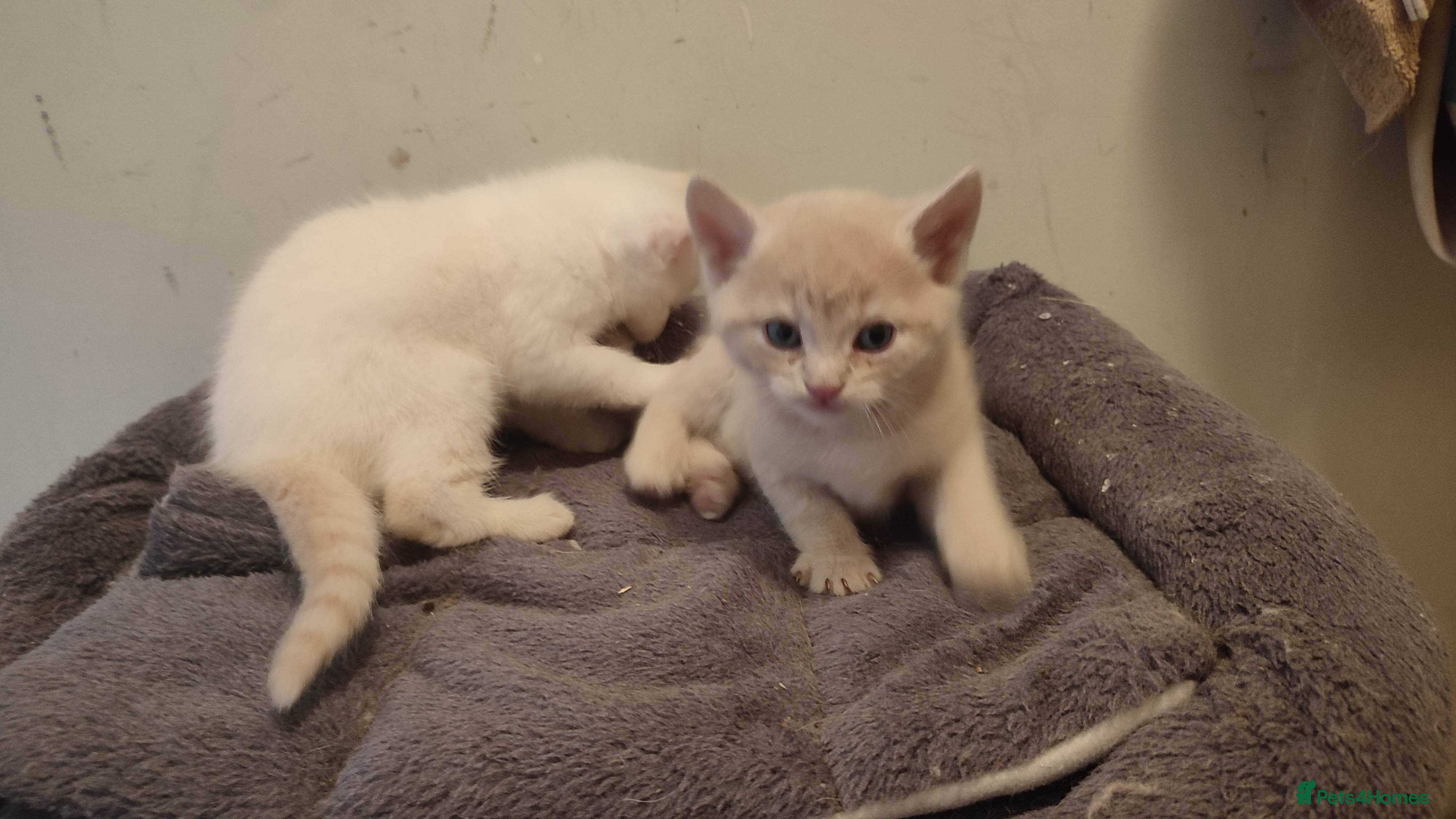 British Shorthair cats Only 1 Cream boy kitten available!!! 😻 - Advert 13