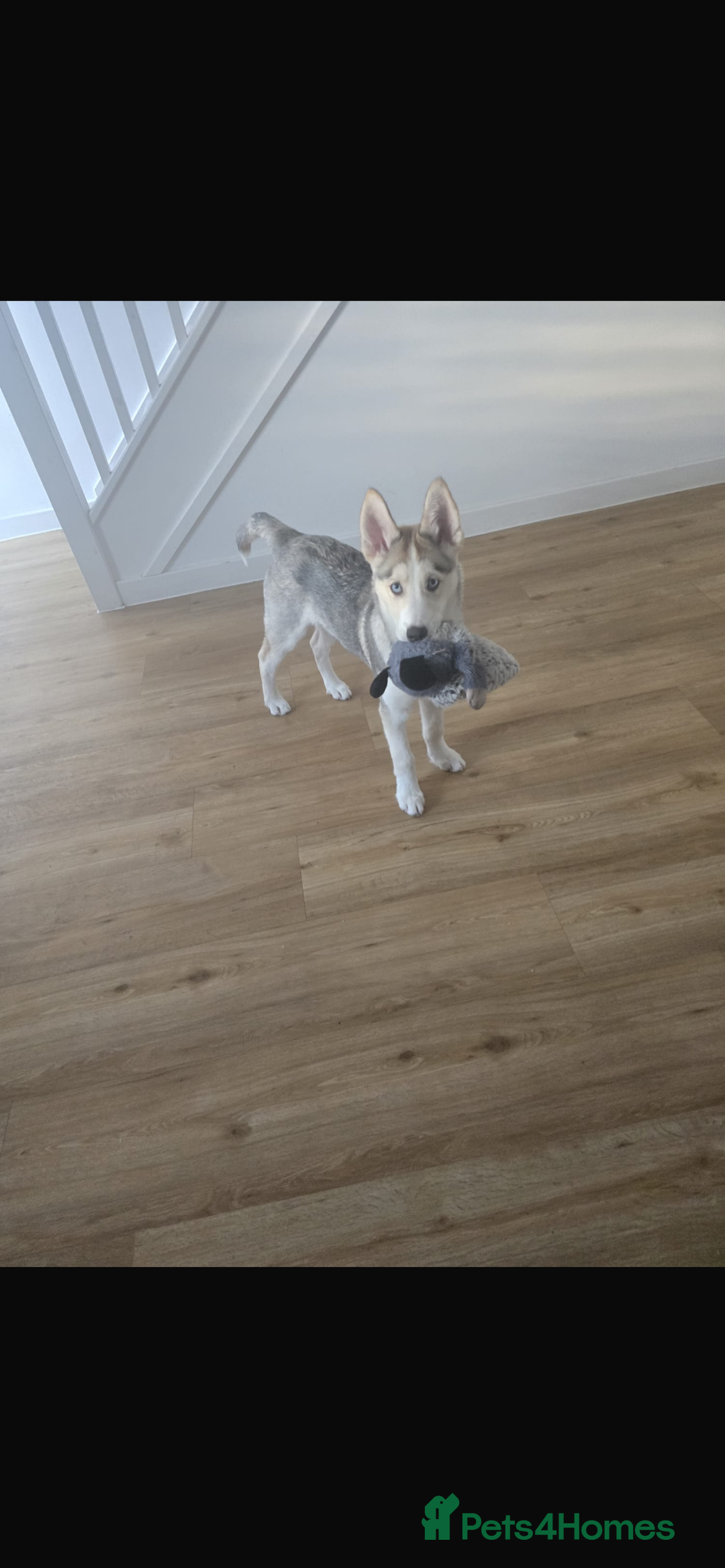 Siberian Husky dogs for sale: Husky pup - Advert 1