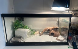 Leopard Gecko reptiles for sale: Leopard gecko and set up for sale - Image 5