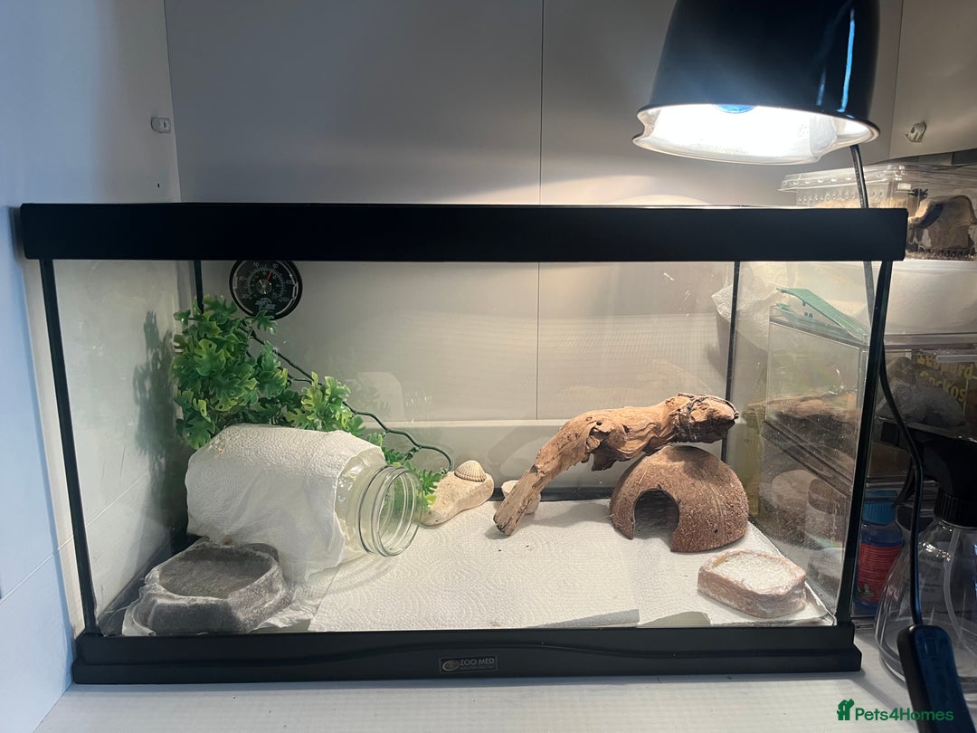 Leopard Gecko reptiles for sale: Leopard gecko and set up for sale - Image 5